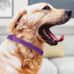 🥳HEISSER SALE 2026🥳💞50.000+ VERKAUFT!  Verstellbare Floh- und Zeckenhalsbänder für Hunde und Katzen